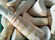 Rebung, Si Renyah dari Tunas Bambu yang Menyimpan Segudang Khasiat bagi Kesehatan