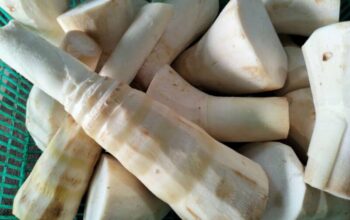 Rebung, Si Renyah dari Tunas Bambu yang Menyimpan Segudang Khasiat bagi Kesehatan