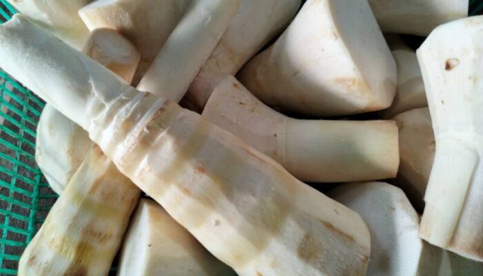 Rebung, Si Renyah dari Tunas Bambu yang Menyimpan Segudang Khasiat bagi Kesehatan