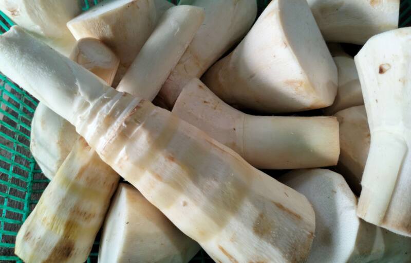 Rebung atau tunas muda bambu tidak hanya menghadirkan cita rasa khas dalam berbagai hidangan Nusantara, tetapi juga kaya serat, vitamin, mineral, dan antioksidan yang bermanfaat bagi kesehatan. Dengan pengolahan yang tepat hingga matang, rebung menjadi salah satu pangan lokal bergizi yang dapat membantu menjaga kesehatan pencernaan, jantung, serta mendukung pola hidup sehat.