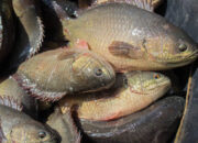 Ikan Betok, Pangan Lokal Kaya Gizi yang Menyimpan Segudang Manfaat bagi Kesehatan Tubuh