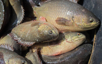 Ikan betok menjadi salah satu sumber pangan lokal yang kaya protein, vitamin, dan mineral. Selain memiliki cita rasa khas, ikan air tawar ini bermanfaat membantu menjaga kesehatan jantung, meningkatkan daya tahan tubuh, memperkuat tulang, serta mendukung fungsi otak.