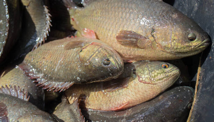 Ikan Betok, Pangan Lokal Kaya Gizi yang Menyimpan Segudang Manfaat bagi Kesehatan Tubuh