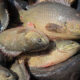 Ikan betok menjadi salah satu sumber pangan lokal yang kaya protein, vitamin, dan mineral. Selain memiliki cita rasa khas, ikan air tawar ini bermanfaat membantu menjaga kesehatan jantung, meningkatkan daya tahan tubuh, memperkuat tulang, serta mendukung fungsi otak.